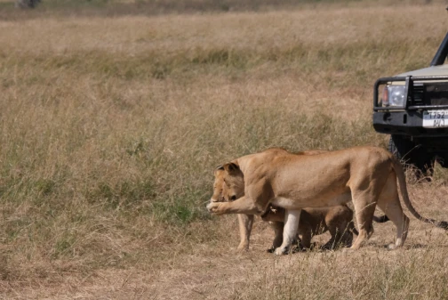 More lions Serengeti