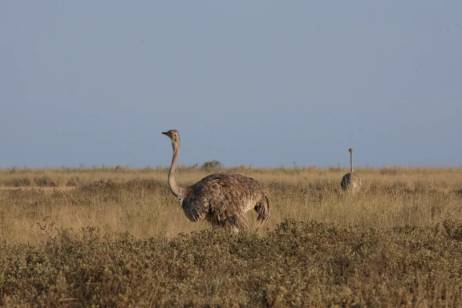 Ostrich Amboseli