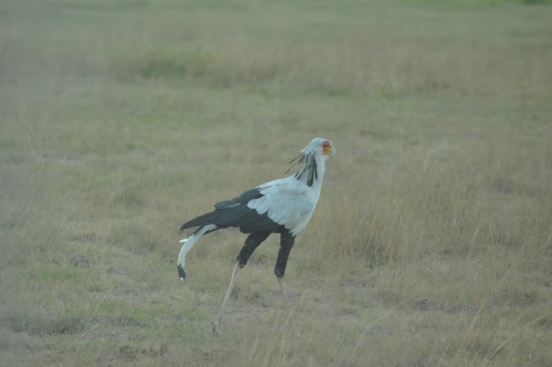 Secretary bird Amboseli National Park