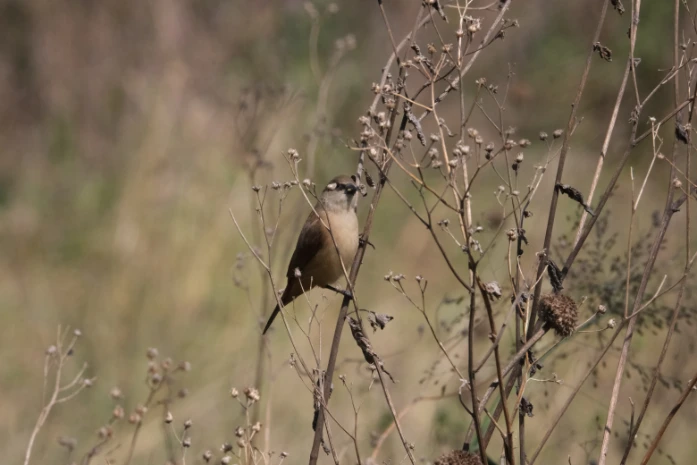 Silverbill Serengeti