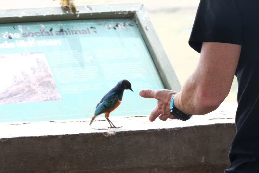Superb starlings near lunch point