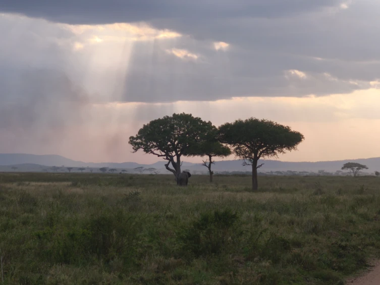 Vachelli tortilis tree Serengeti