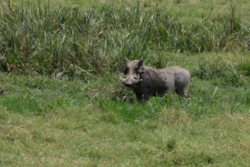Warthog Amboseli