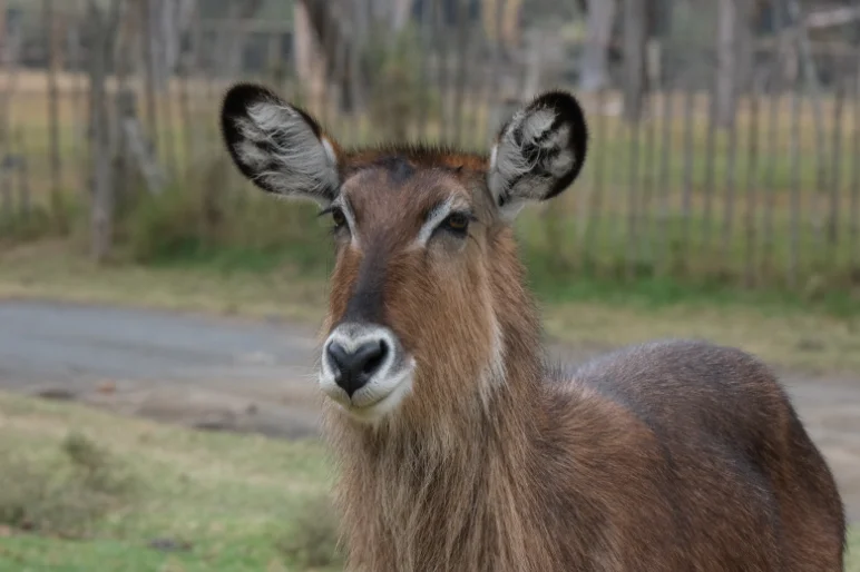 Waterbuck at the santury farm