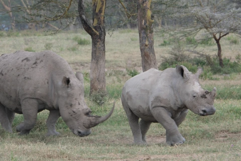 White Rhinos spotted