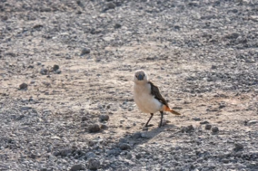 White-headed Buffalo Weaver Amboseli