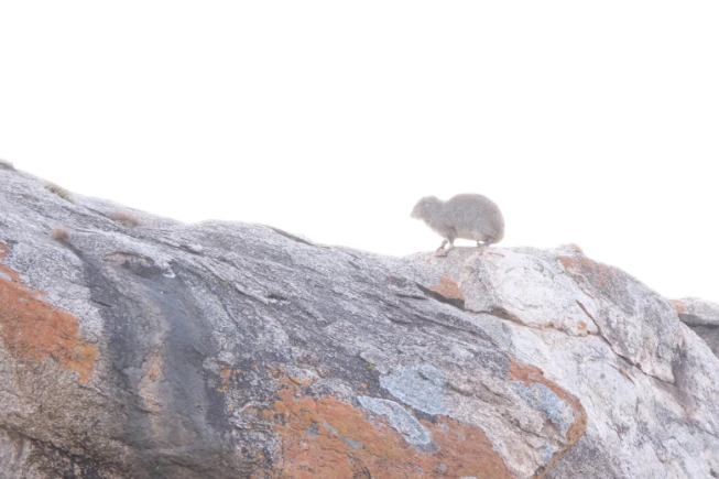 Wild rat on the rocks Serengeti