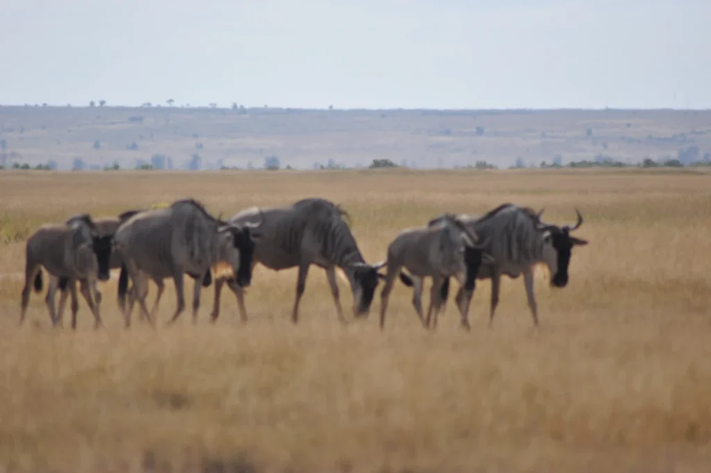 Wildbeasts Amboseli National Park