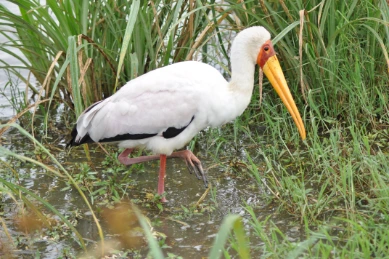 Yellow billed stork Lake Nakuru