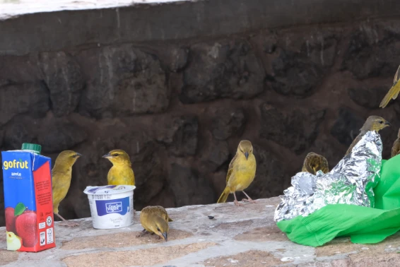 Yellow canaries near lunch point