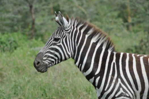 Zebra Lake Nakuru