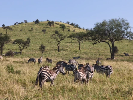 Zebras Serengeti