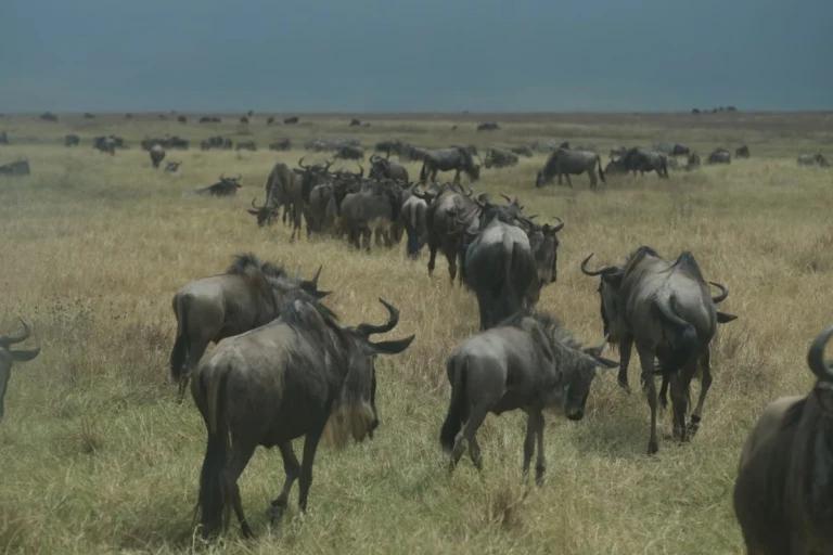 Ngorongoro-Review-Feature-Page