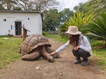 The 100 year old plus turtoises in Arusha National Natural Museum