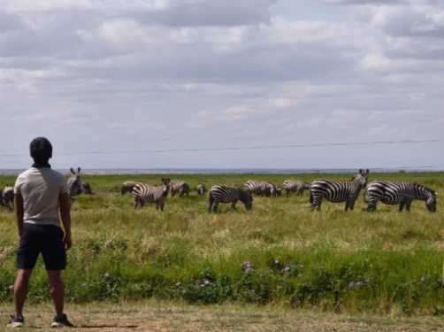 Watching the Zerbras from OI Tuakia Lodge Fence
