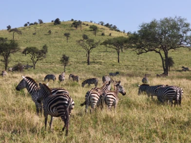 You may find herbivores animal nearby the camp