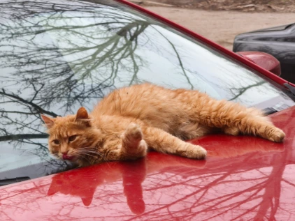 A cat enjoying himself in Tiraspol